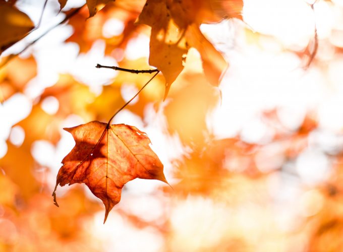 Wallpaper leaves, autumn, orange, 5k, Nature 311043746